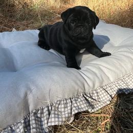 Wilson - Black male Pug puppy in Grants Pass, Oregon from Malta Pugs