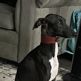 Buddy - Italian Greyhound