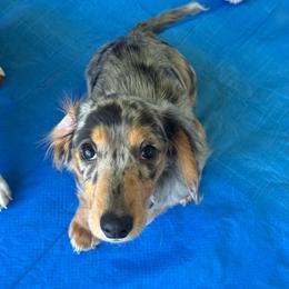 Rain - Dapple female Dachshund puppy in Temecula, California from Naomi Magee's Dachshund Kennel