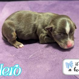 Islero - Red tri male Toy Australian Shepherd puppy in Mountain Home, Idaho from LJK Boxers & Toy Aussies
