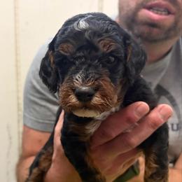 Boy 2 - Phantom male Poodle puppy in Henefer, Utah from Mountain Valley Poodles