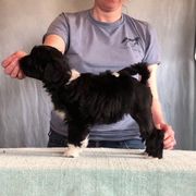 Lowchen Puppies from Dragonne Lowchen