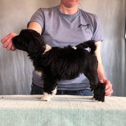 Lowchen Puppies from Dragonne Lowchen