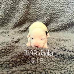 Female 3 - Tri-color female Jack Russell Terrier puppy in Bedias, Texas from JBar Jacks