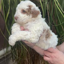 Marilyn - Parti female Goldendoodle puppy in Miami, Florida from Magdoodles