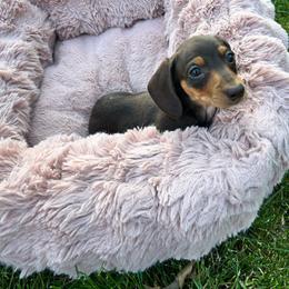 Milo - Chocolate and tan male Dachshund puppy in Boston, Massachusetts from London’s puppies