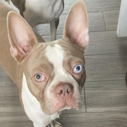 Boston Terriers from Nettles Nuggets
