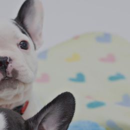 Girl 1 - White and black French Bulldog puppy in Houston, Texas from Kiss My Frenchies
