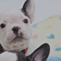 Girl 1 - White and black French Bulldog puppy in Houston, Texas from Kiss My Frenchies