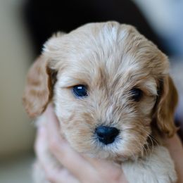 Cavapoo puppies from Carolina Doodles & Co.
