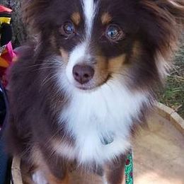 Australian Shepherds from Trillium Valley Dog Training, LLP