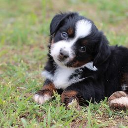 Miniature Australian Shepherd and Toy Australian Shepherd Puppies from Fireside Toy & Mini Aussies