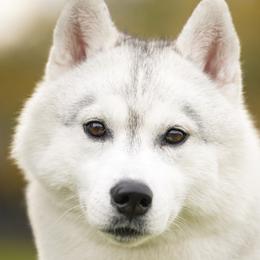 Magic - Siberian Husky