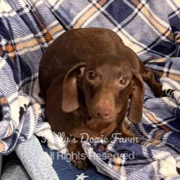Mocha - Dachshund