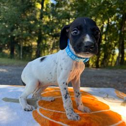 Cinderella - Black and white female German Shorthaired Pointer puppy in Dugspur, Virginia from Pilgrims Trails Shorthairs