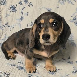 Mayberry - Dapple female Dachshund puppy in Lexington, Oklahoma from Long Doggy Acres Miniature Dachshunds