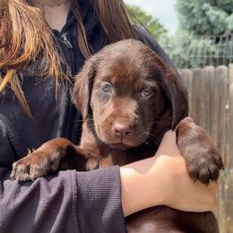 Maxwell Edison, blue collar - Chocolate male Labrador Retriever puppy in Longmont, Colorado from Cornwell Labradors