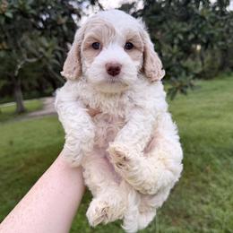Sauvignon Blanc - Caramel cream male Australian Labradoodle puppy in Wesley Chapel, Florida from GWagz