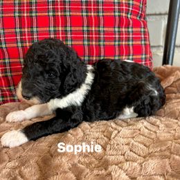 Sophie - Parti female Poodle puppy in Athens, Georgia from Alexander’s Standard Poodles