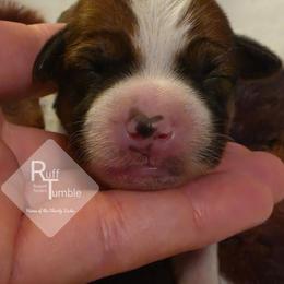 Sonny - White and tan female Russell Terrier puppy in Harvel, Illinois from Ruff and Tumble Russell Terriers