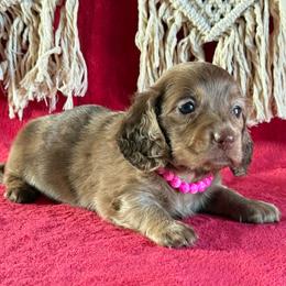 Trinity - Chocolate female Dachshund puppy in Lincoln, Arkansas from Red Dirt Dachshunds