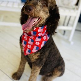 Willow - Goldendoodle