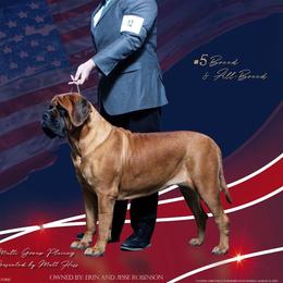 Watcher - Mastiff