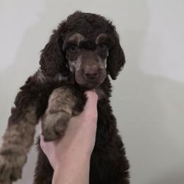 Halo - Phantom male Poodle puppy in New York from Powder Puff Poodles