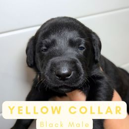 Yellow Collar - Black male Dilute Retriever puppy in Dover, Delaware from Virdin’s Silver Labs