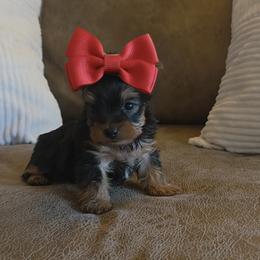 Yorkshire Terrier Puppies from 5 River Puppies