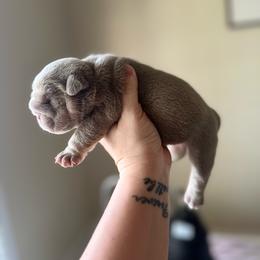 Poppy - Lilac tri-color female Bulldog puppy in Hernando, Mississippi from Blues City Bulldogs