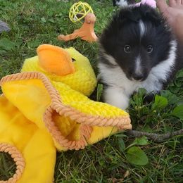 Bulldog and Shetland Sheepdog Puppies from Smooch-A-Bulls English Bulldogs & M&M Shelties