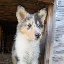 Girl 2 - Blue merle and white female Collie puppy in Caribou, Maine from Northlane Siberians
