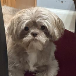 Kewpie - Shih Tzu