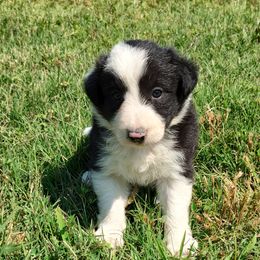 Border Collie Puppies from Bond Border Collies