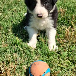 Border Collie Puppies from Bond Border Collies