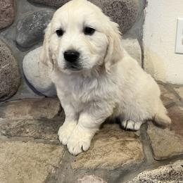 Sunny - Light golden female Golden Retriever puppy in Douglas, Wyoming from White River Retrievers
