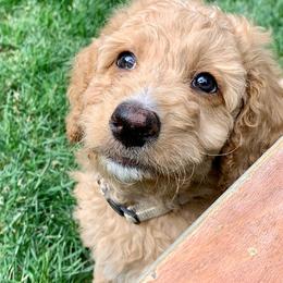 Goldendoodle Puppies from Lundee Doodles