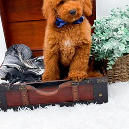 Enzo - Red  male Goldendoodle puppy in North Carolina from NC Doodle Puppies