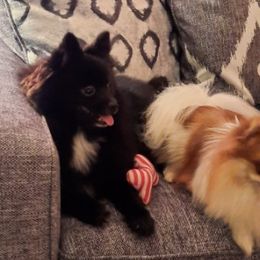Pomeranian All Grown Up from Wilman's Poms