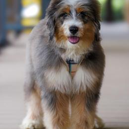 Tide (socialization program grad) - Merle male Bernedoodle puppy in Dundee, Ohio from Down Home Doodle