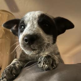 Olive - Blue speckled female Australian Cattle Dog puppy in Reed Point, Montana from Heelers and Highlands