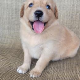 Dollie Golden Australian Retriever - Yellow female Australian Shepherd puppy in Limestone, Tennessee from Pilot Hill Teddy Bear Puppies