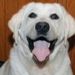 Labrador Retriever puppies from Labs To Love