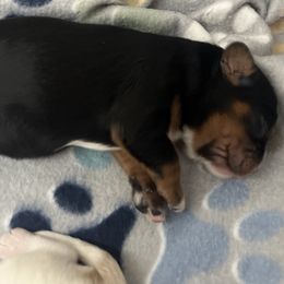Girl 3 - Black and tan female Cavalier King Charles Spaniel puppy in Woodruff, Wisconsin from Cutesy Cavaliers