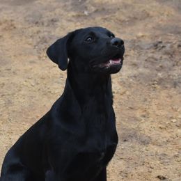 Moon - Labrador Retriever
