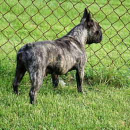French Bulldogs from Big Piney's Incredibulls