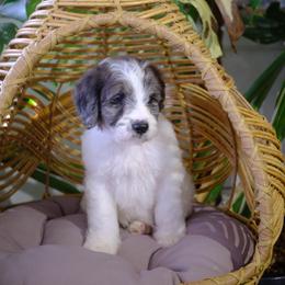 Donner - Blue merle male Aussiedoodle puppy in Pomona, California from Socal Aussiedoodles