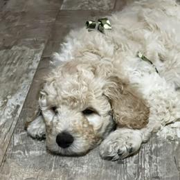 Brusier - Cream male Goldendoodle puppy in Tavares, Florida from Tracy's Goldendoodles