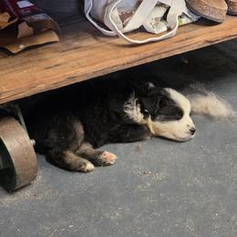 Tate - Black tri-color male Australian Shepherd puppy in Leonard, Texas from Tin Roof Aussies